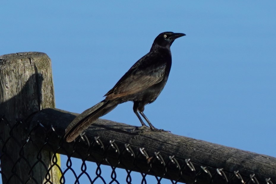 Great-tailed Grackle - ML618135586