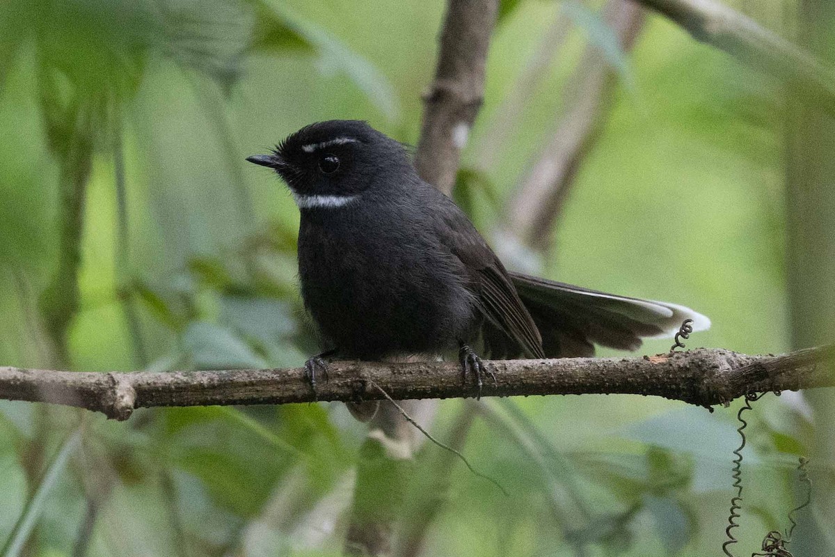 White-throated Fantail - ML618135609