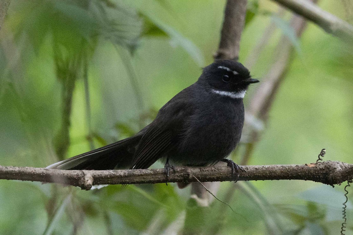 White-throated Fantail - ML618135610