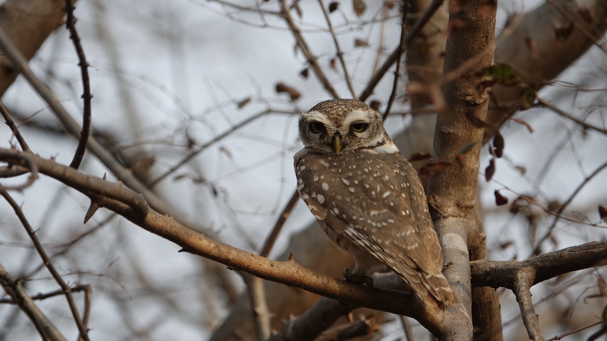 Spotted Owlet - ML618135629