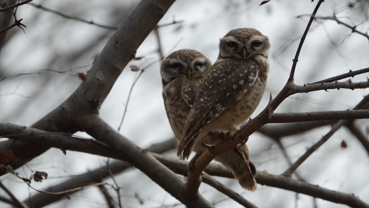 Spotted Owlet - ML618135638