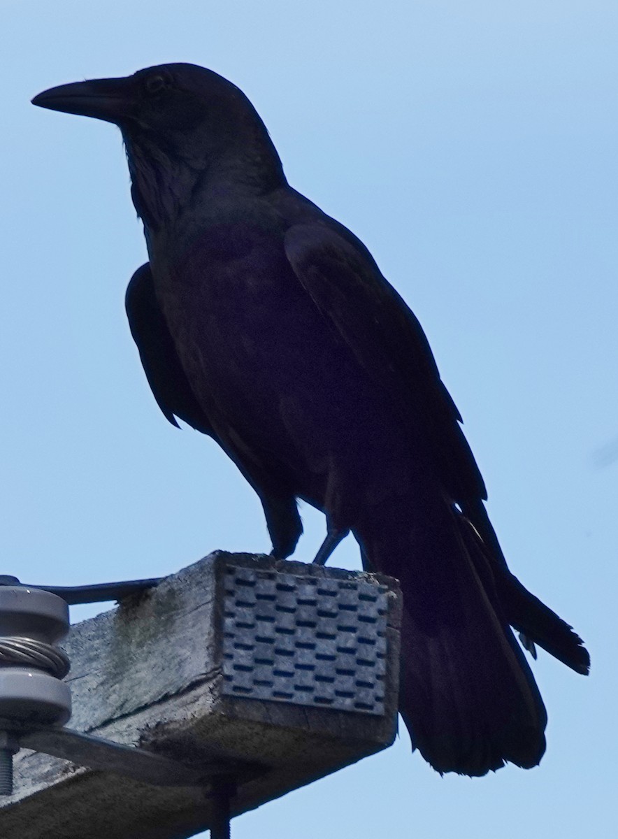 Australian Raven - ML618135644