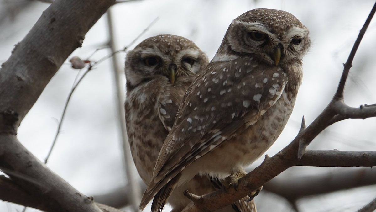 Spotted Owlet - ML618135645