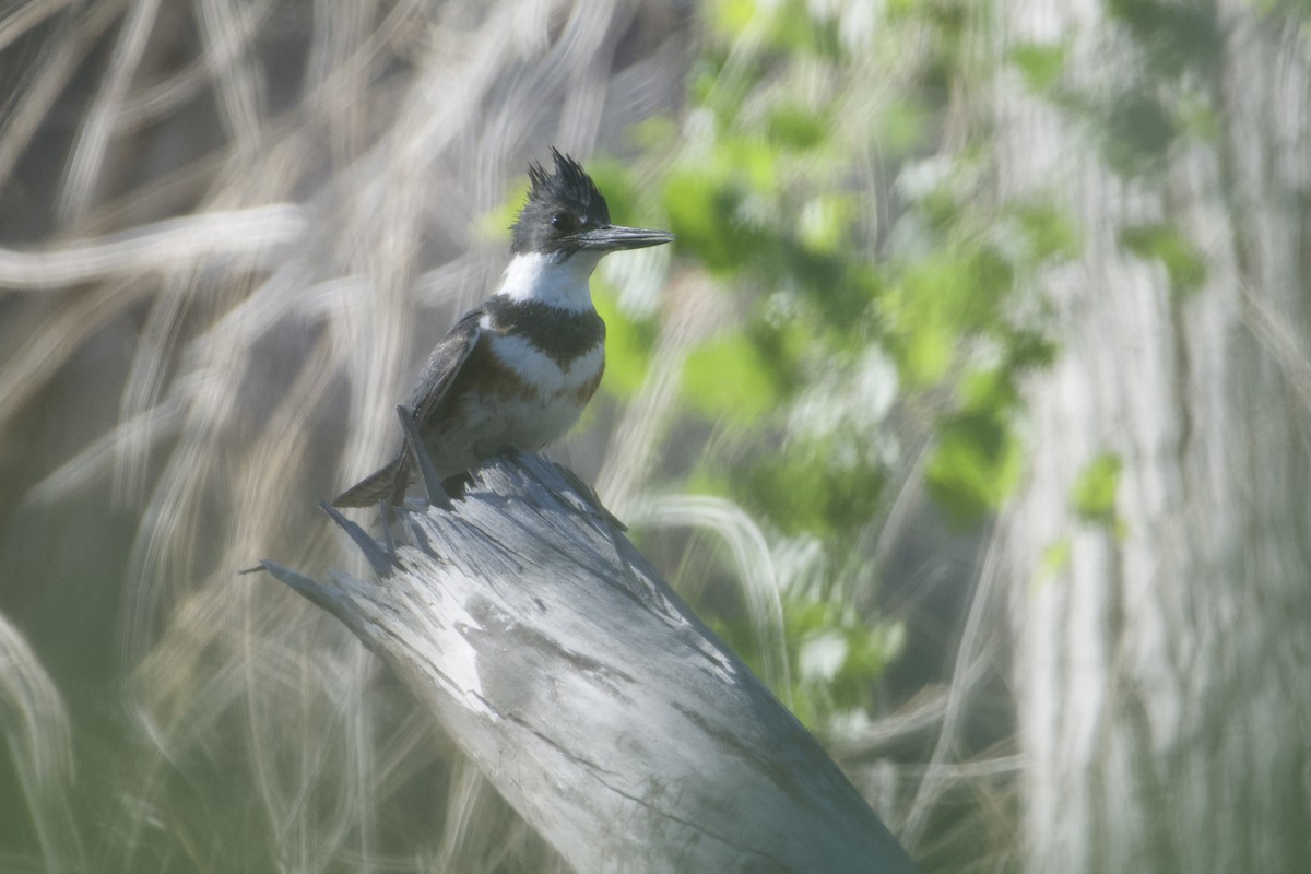 Belted Kingfisher - ML618135666
