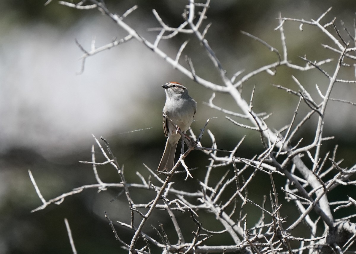 Chipping Sparrow - ML618135676