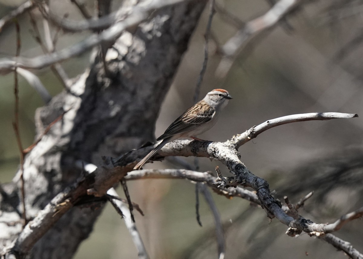 Chipping Sparrow - ML618135677