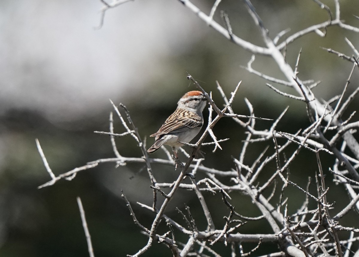 Chipping Sparrow - ML618135679
