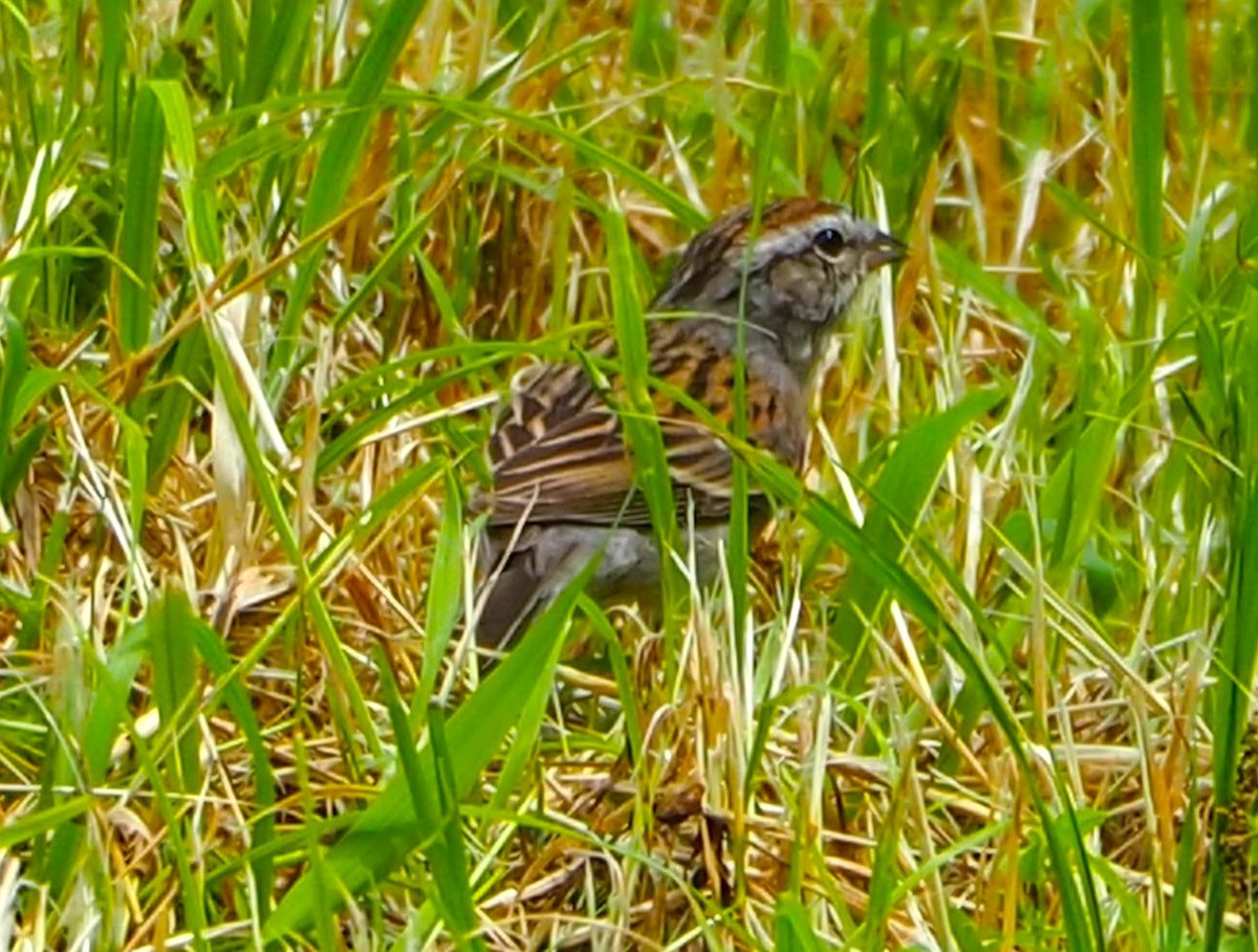 Chipping Sparrow - ML618135687