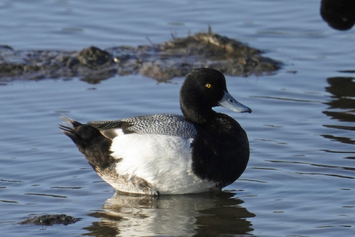Greater Scaup - ML618135694