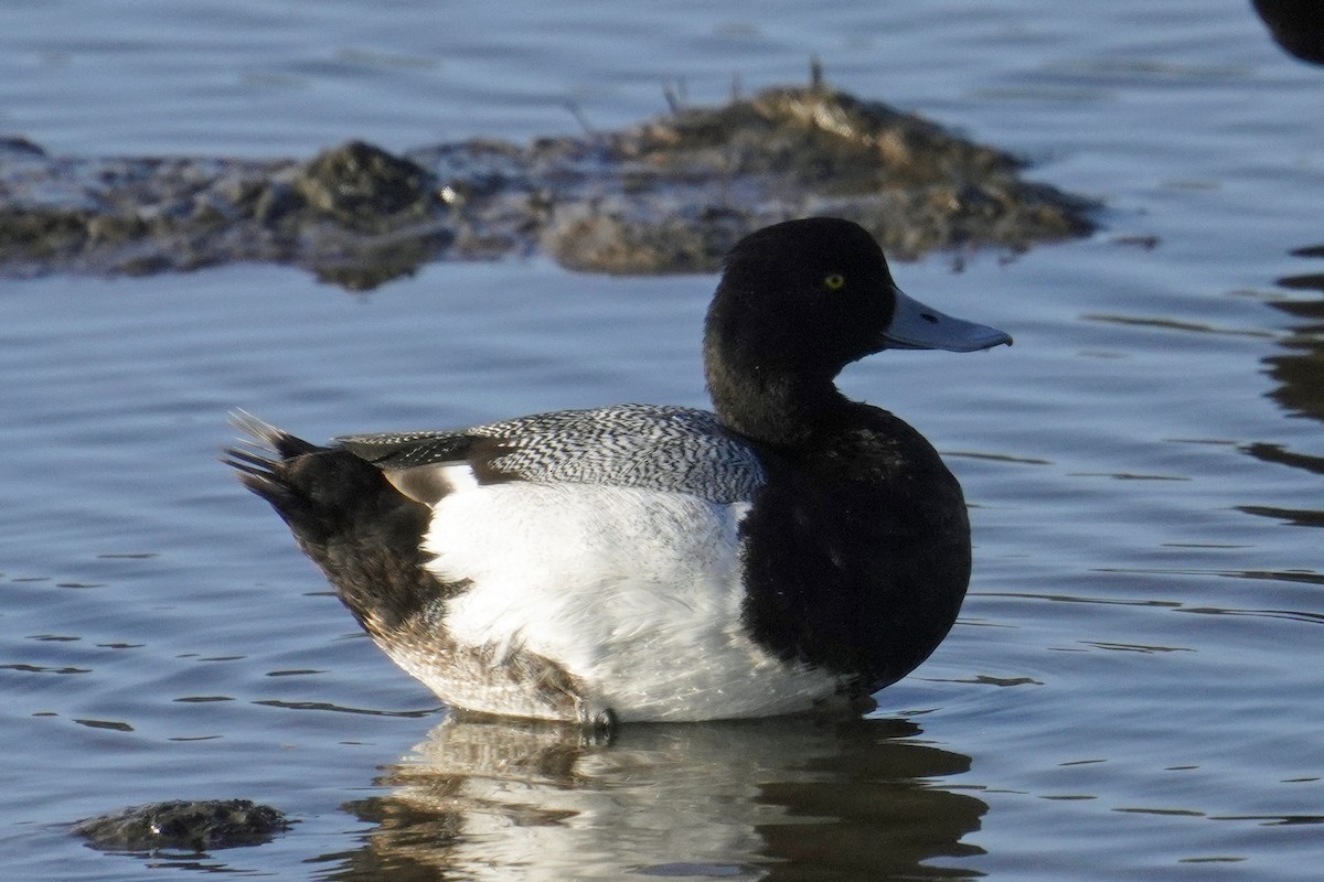 Greater Scaup - ML618135704