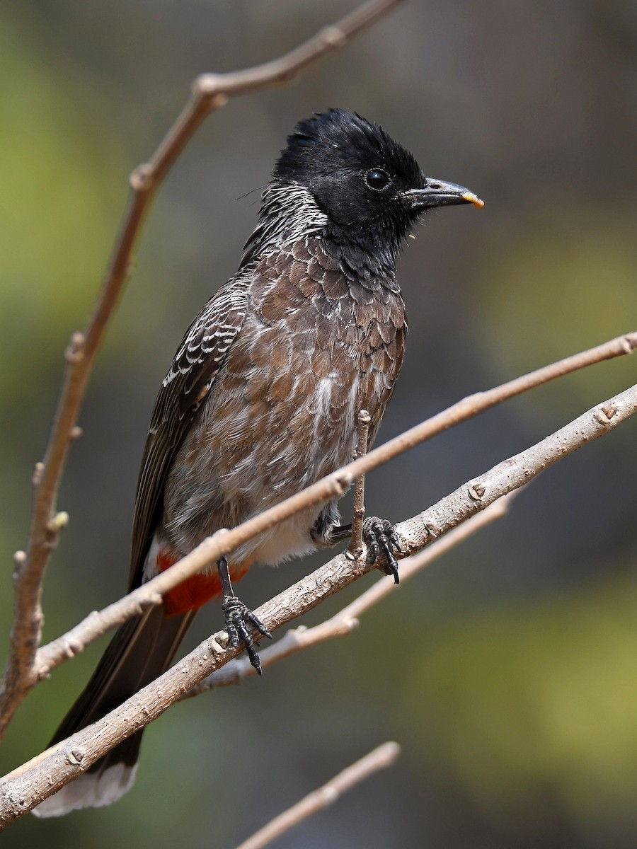 Red-vented Bulbul - Alex Rogers