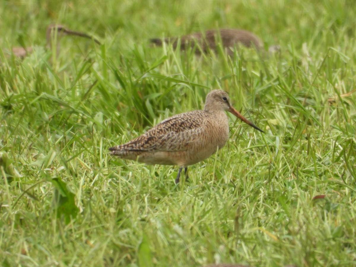 Marbled Godwit - Colby Neuman