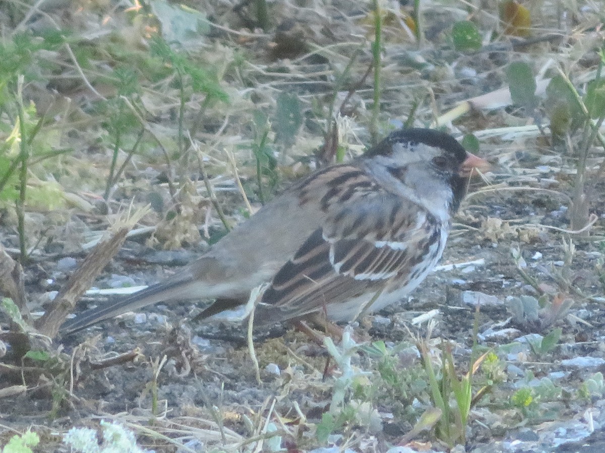 Harris's Sparrow - ML618135718