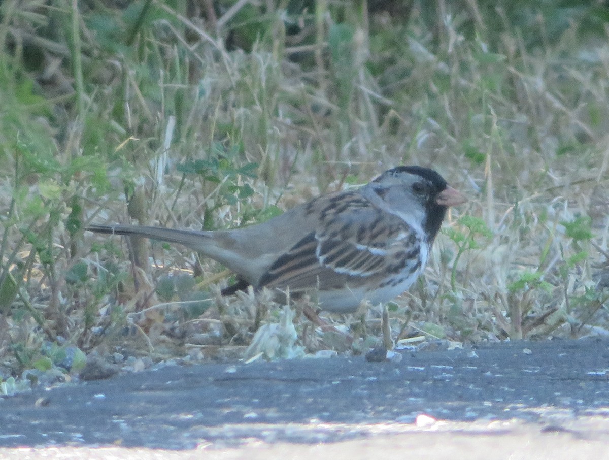Harris's Sparrow - ML618135727