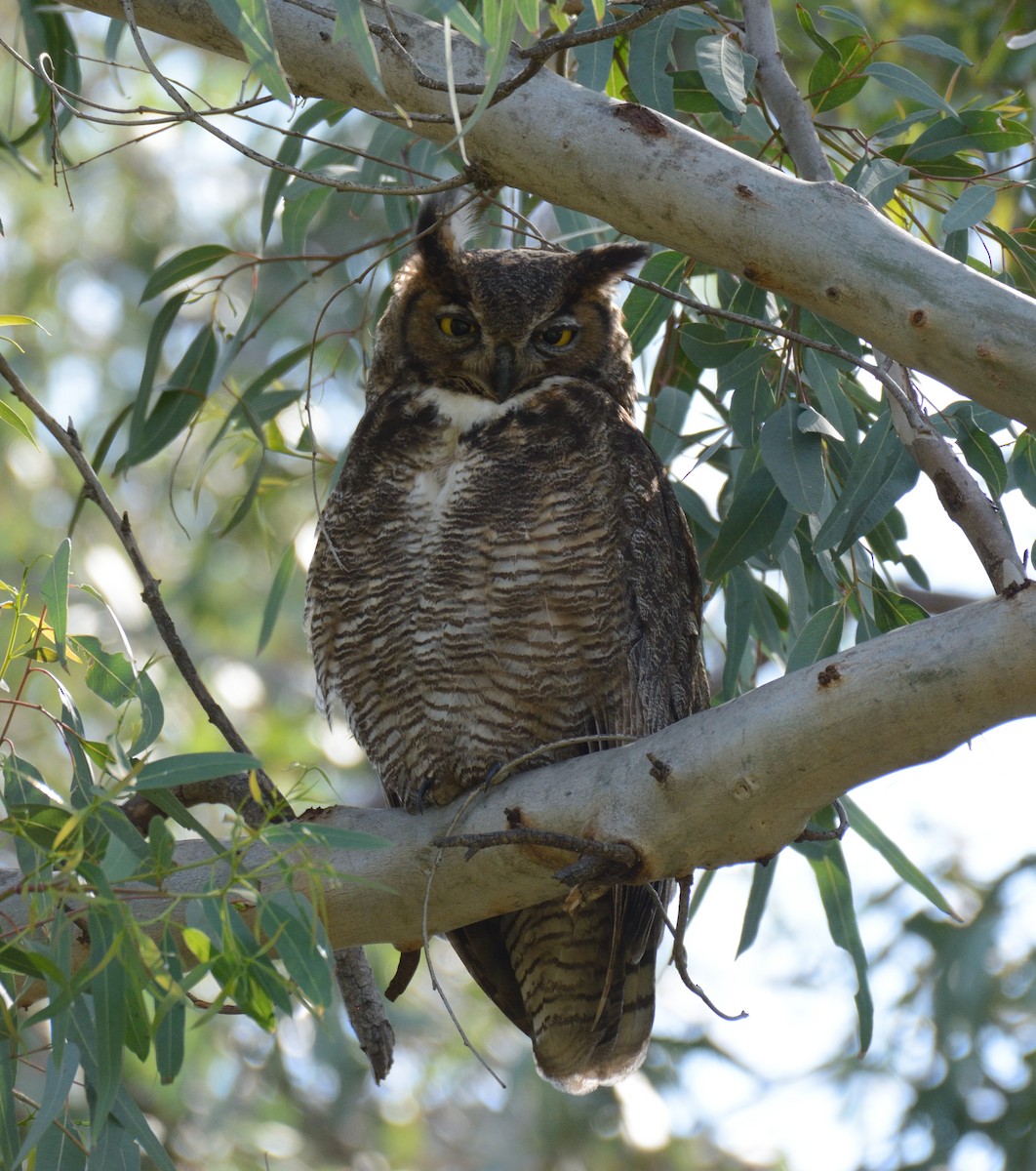 Great Horned Owl - Paul Takemoto