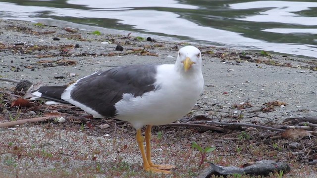 Yellow-footed Gull - ML618135736