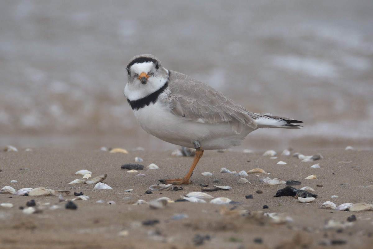 Piping Plover - ML618135744