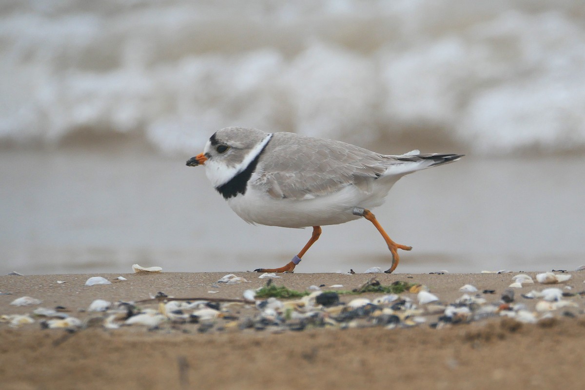 Piping Plover - Sandeep Biswas