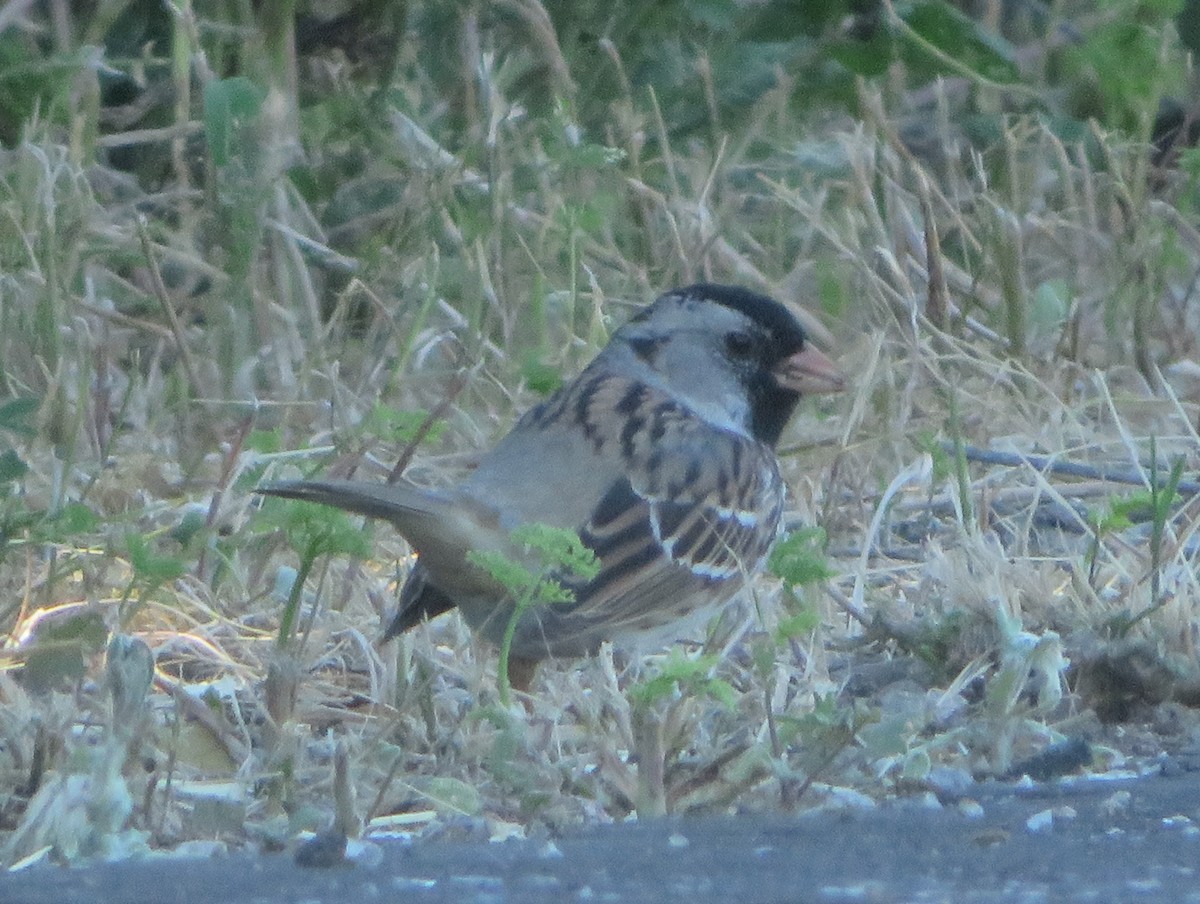 Harris's Sparrow - ML618135751