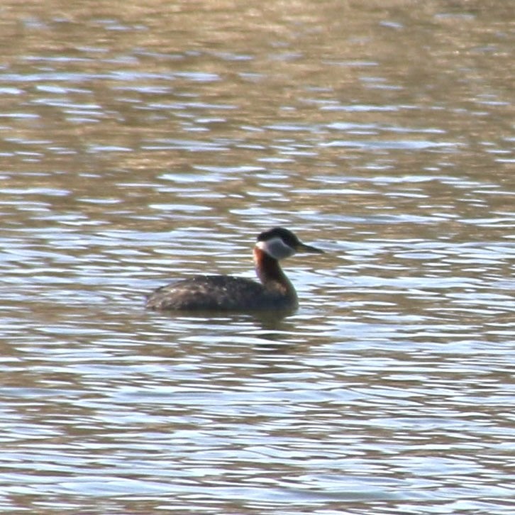 Red-necked Grebe - ML618135753