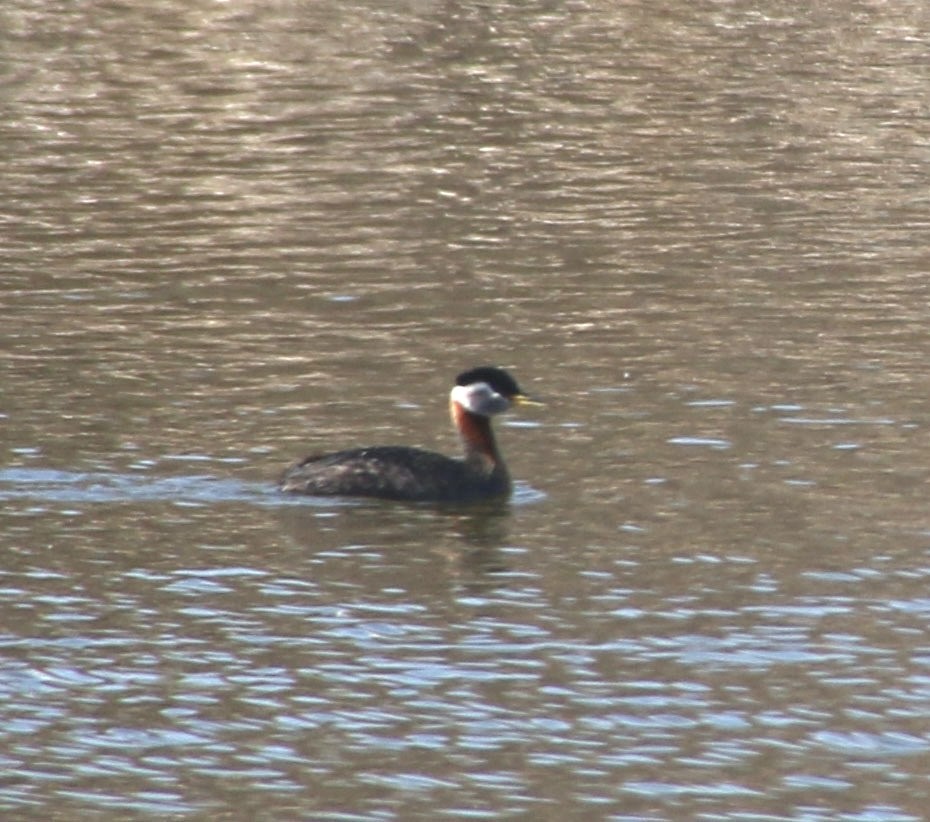 Red-necked Grebe - ML618135754