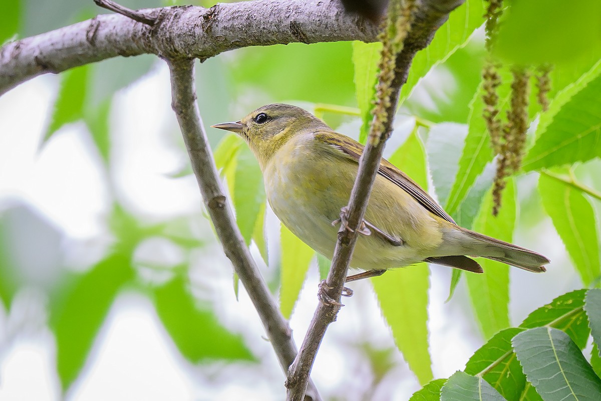 Tennessee Warbler - Mike Cameron