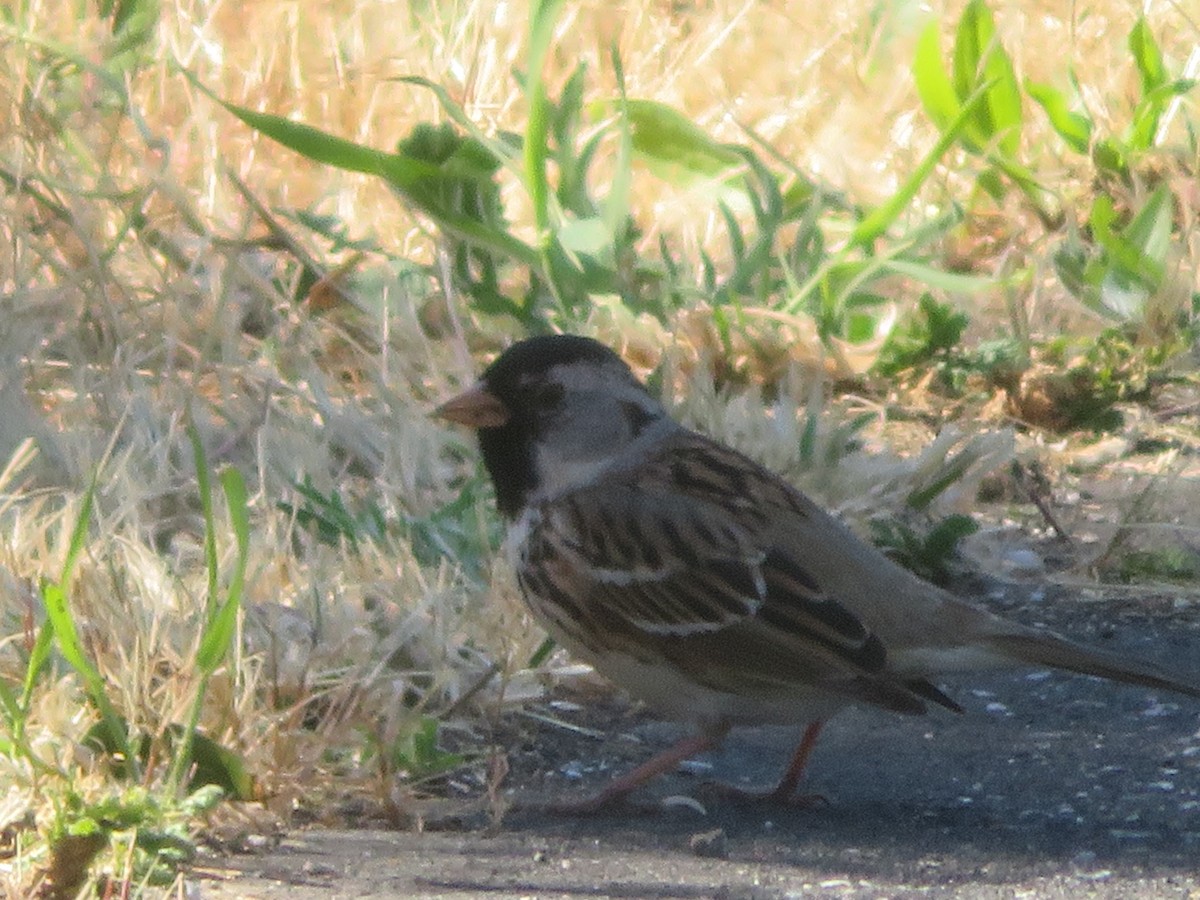 Harris's Sparrow - ML618135808