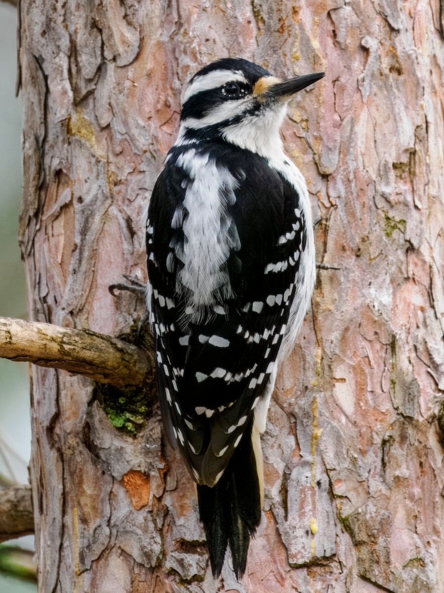 Hairy Woodpecker - ML618135809