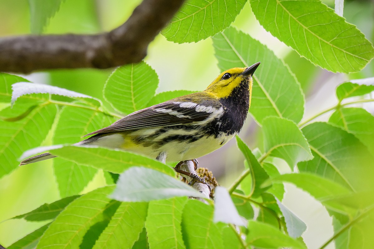 Black-throated Green Warbler - Mike Cameron