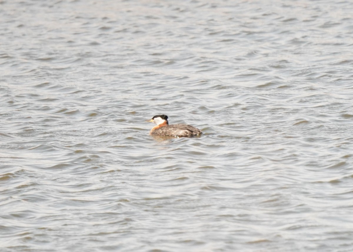 Red-necked Grebe - ML618135855