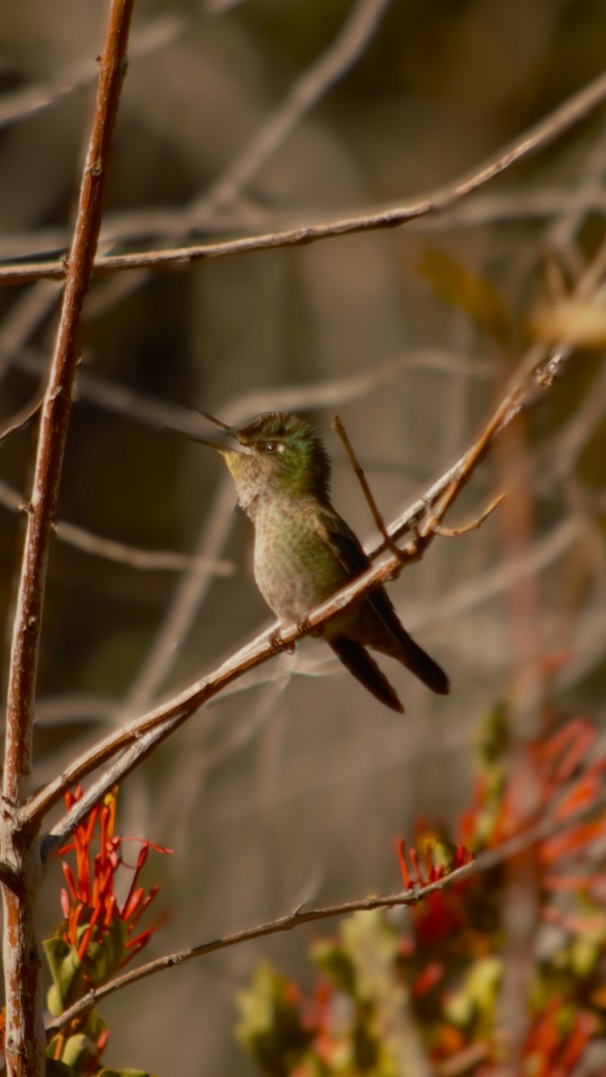 Green-backed Firecrown - ML618135921