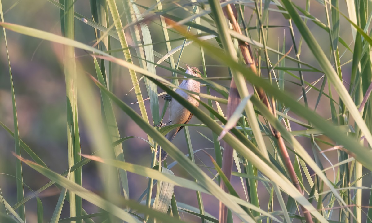 Clamorous Reed Warbler - ML618135933