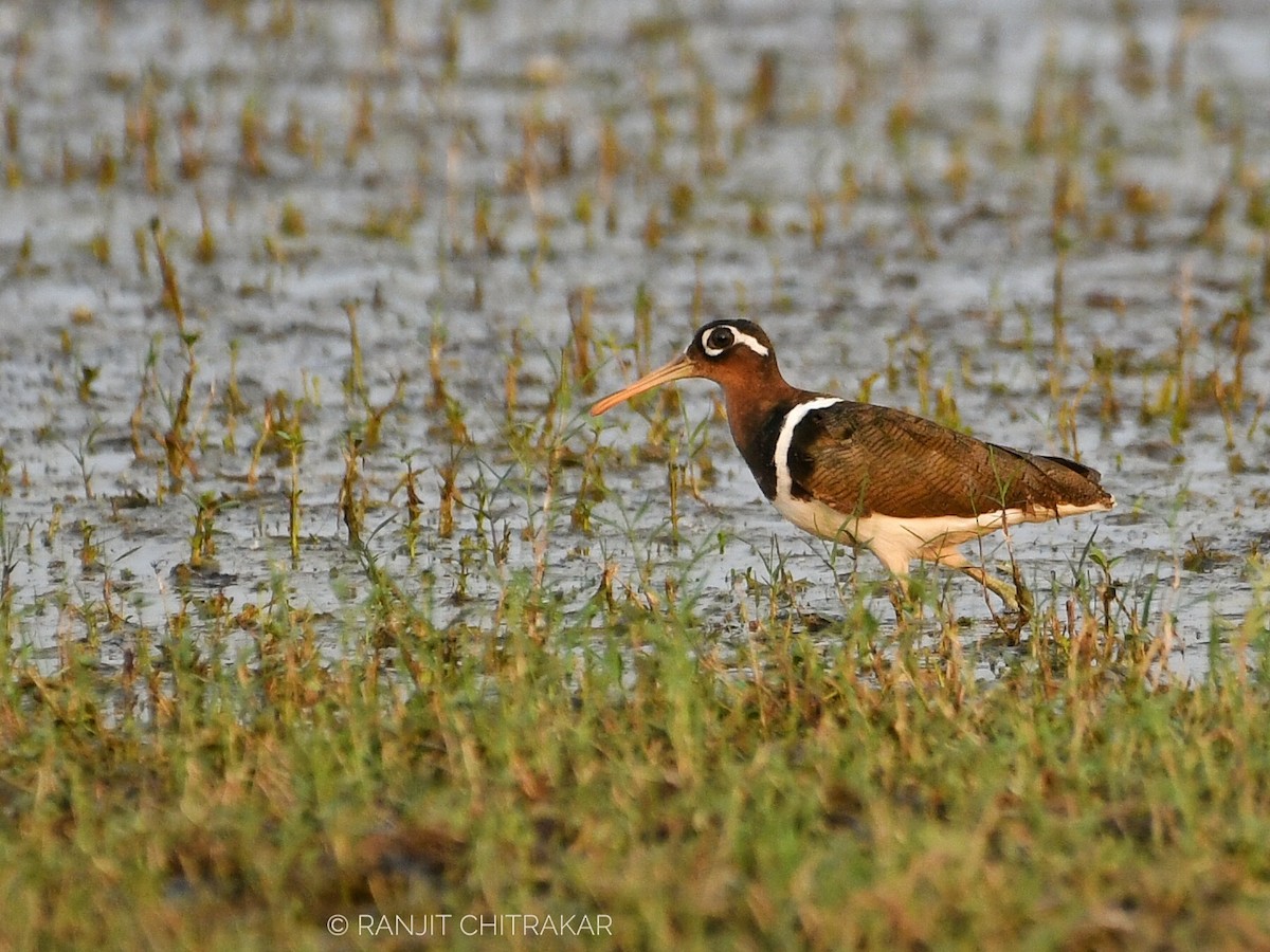Greater Painted-Snipe - ML618135947