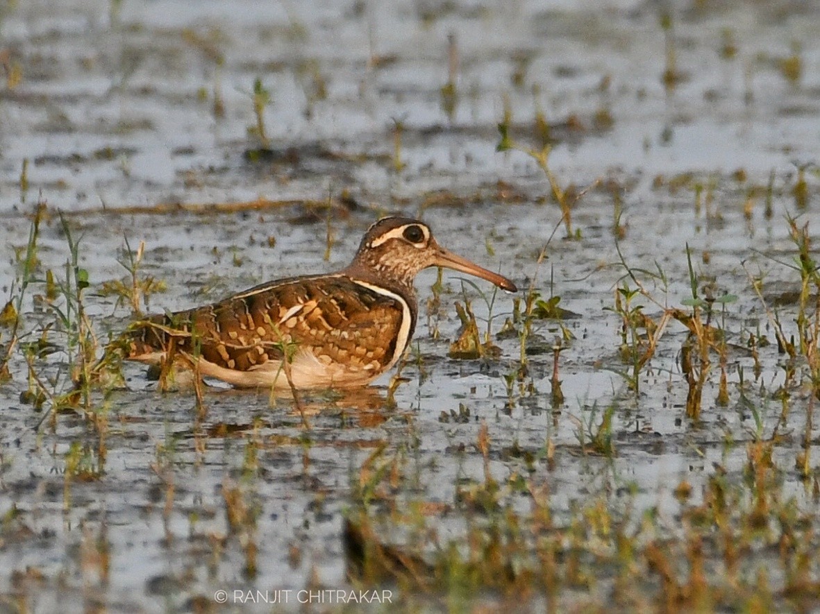 Greater Painted-Snipe - ML618135951