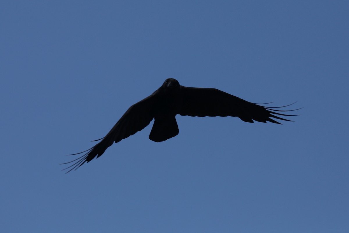 Cuervo de Tasmania - ML618135962