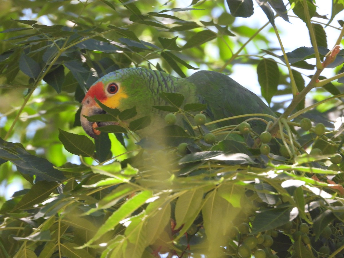 Red-lored Parrot - ML618135977