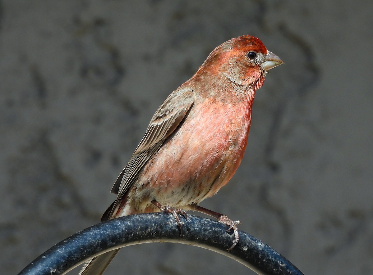 House Finch - James Earles