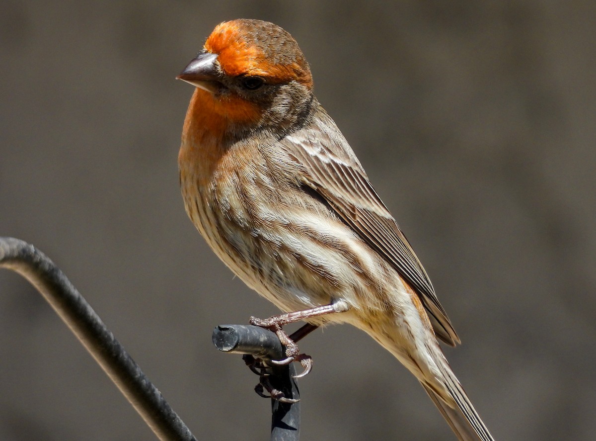House Finch - James Earles