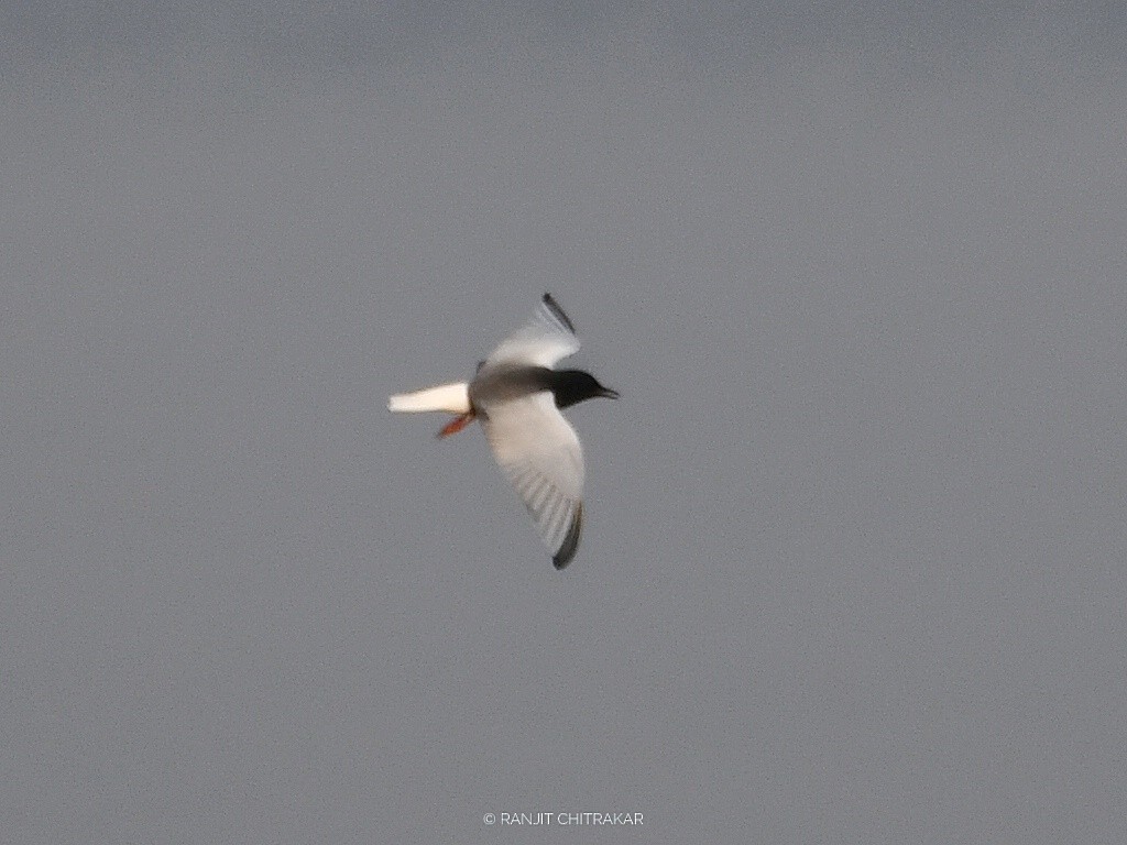White-winged Tern - ML618136007