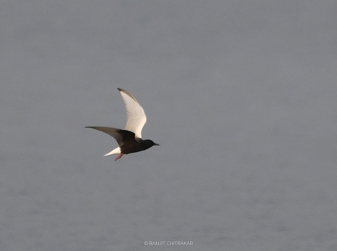 White-winged Tern - ML618136009