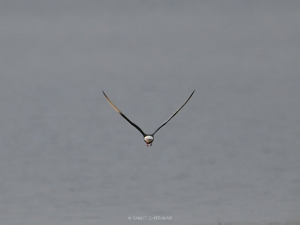 White-winged Tern - ML618136010