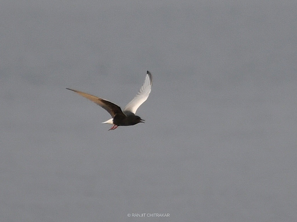 White-winged Tern - ML618136011
