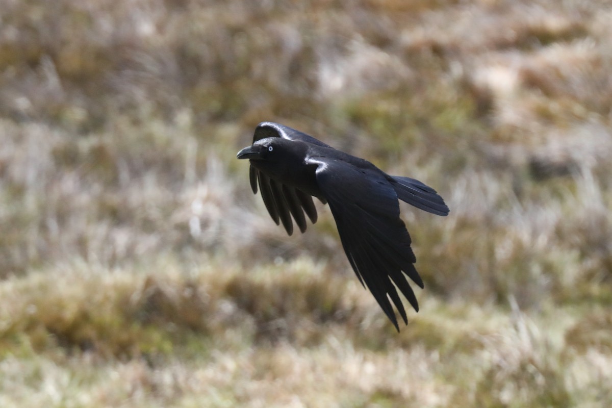 Corbeau de Tasmanie - ML618136019