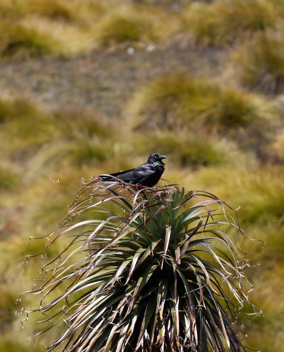 Cuervo de Tasmania - ML618136020