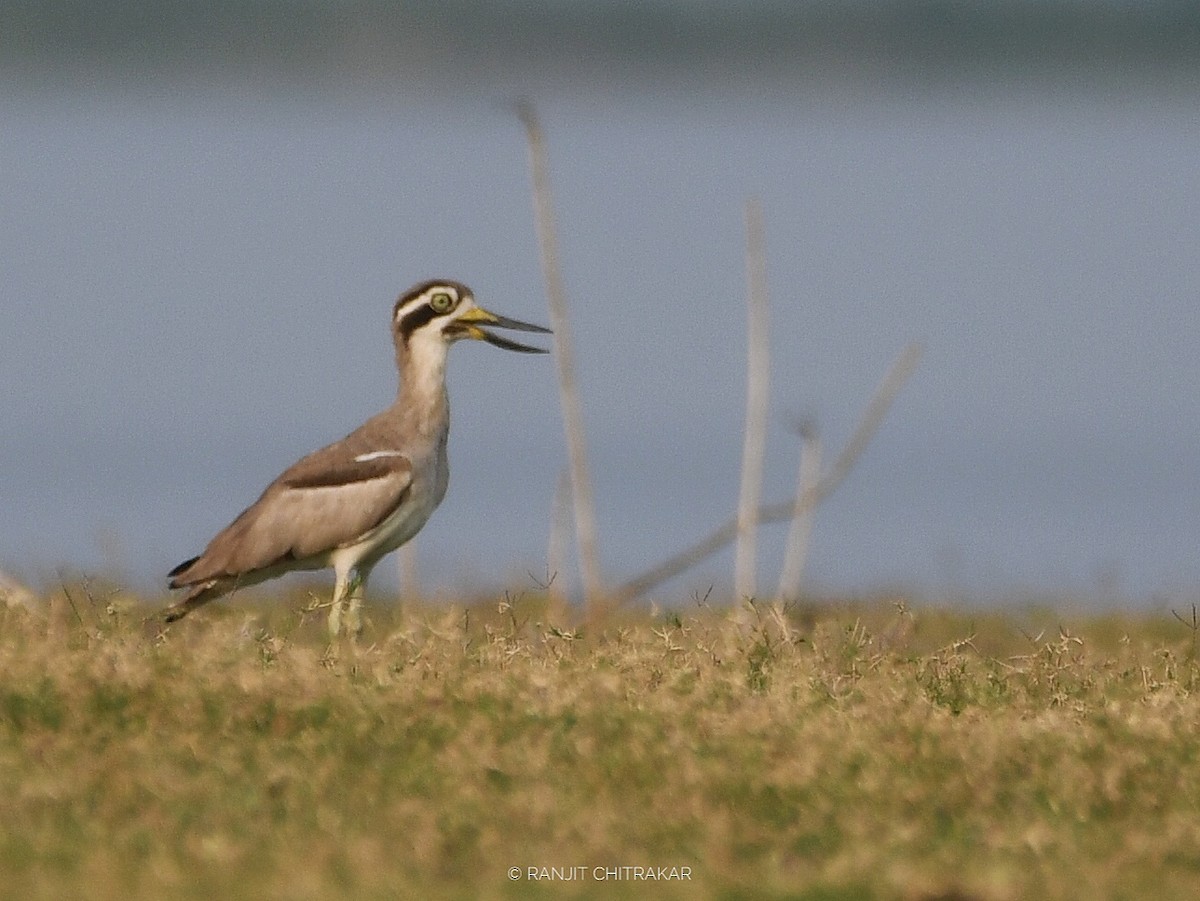 Great Thick-knee - ML618136034