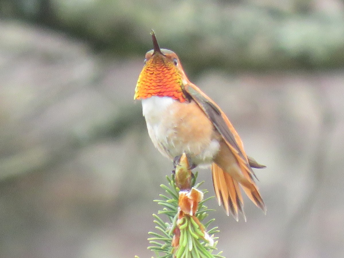 Rufous Hummingbird - Phil Wegener