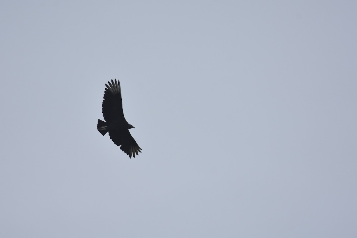 Black Vulture - Pete Monacell