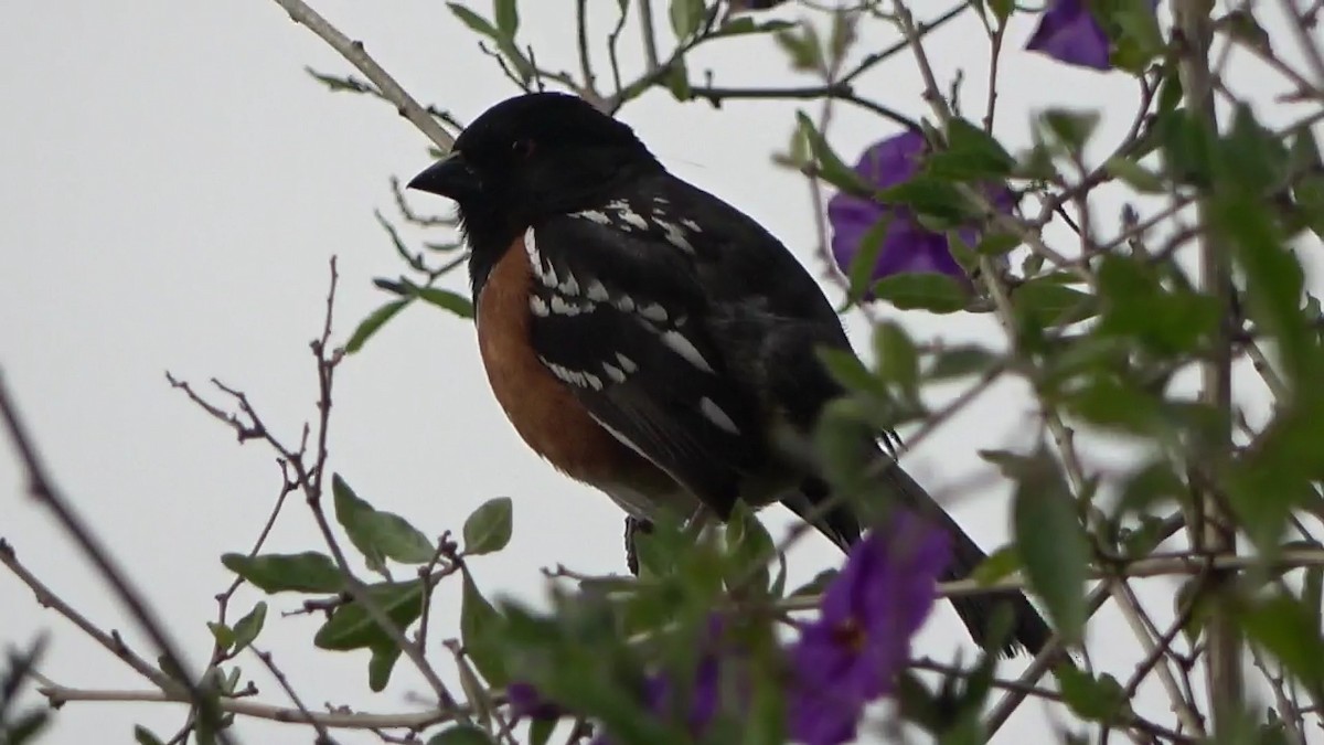 Spotted Towhee - Bruce Schine