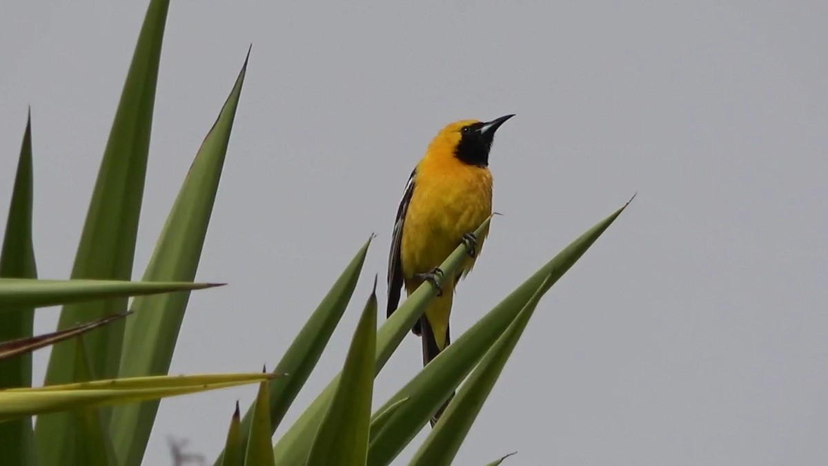 Hooded Oriole - Bruce Schine