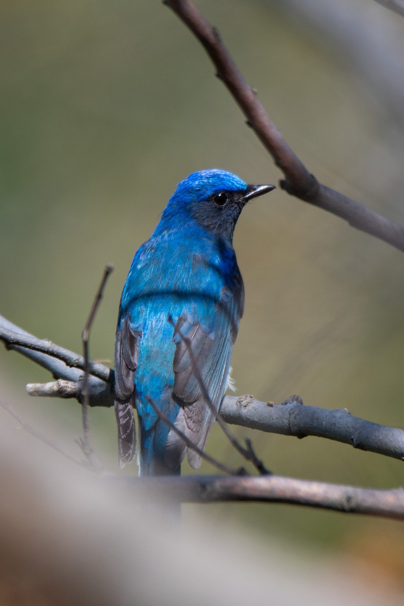 Blue-and-white Flycatcher - Sangyoon Lee
